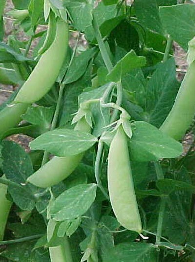 Pea Twinkle Seeds