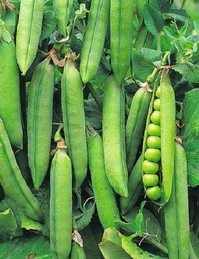Rondo Main Crop Peas Seeds