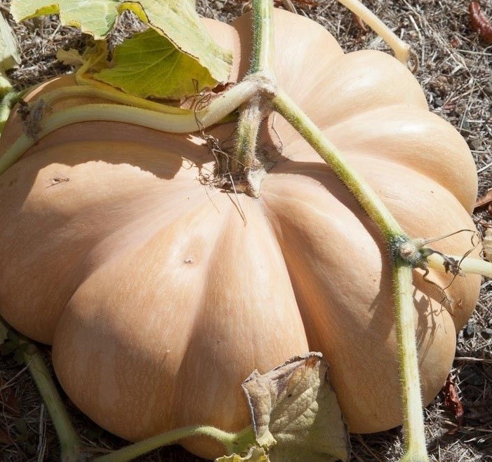 Heirloom Muscade de Provence Pumpkin Seeds