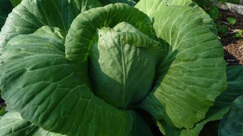 Heirloom Early Jersey Wakefield Cabbage Seeds