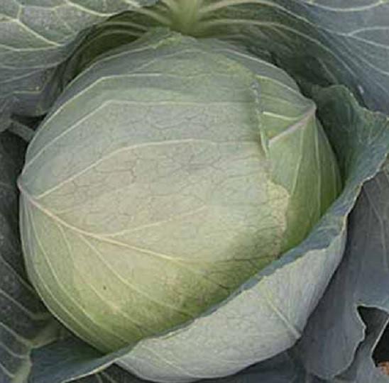 Traditional Heritage Brunswick Cabbage Seeds