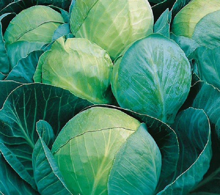 'Cabbage Mini' Seeds