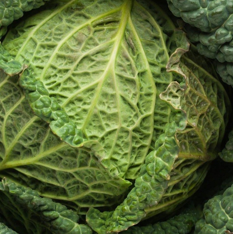 Cabbage, Savoy 'Green Vertus' Seeds