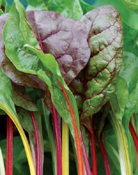 Heritage Swiss Chard 'Five Colour Silverbeet' Seeds