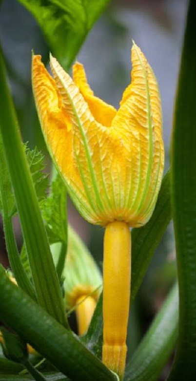 Gold Rush, Hybrid Courgette Seeds