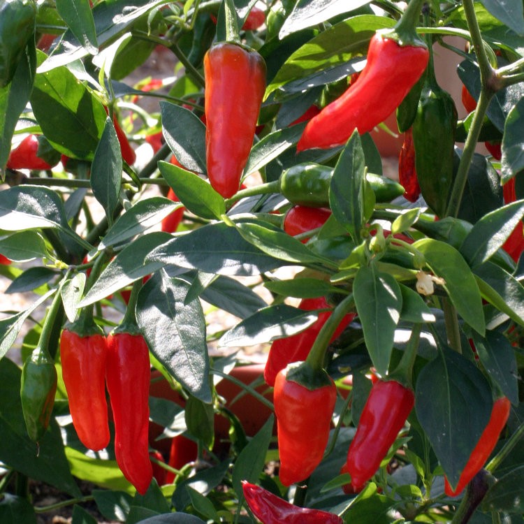 Apache Chili Seeds