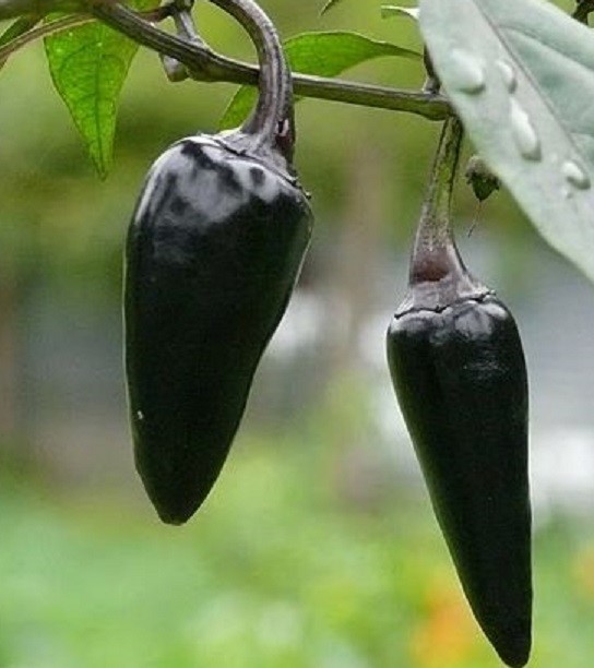 Hungarian Chilli Seeds