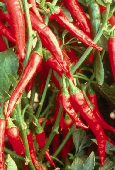 Red Split Fire Chilli Seeds