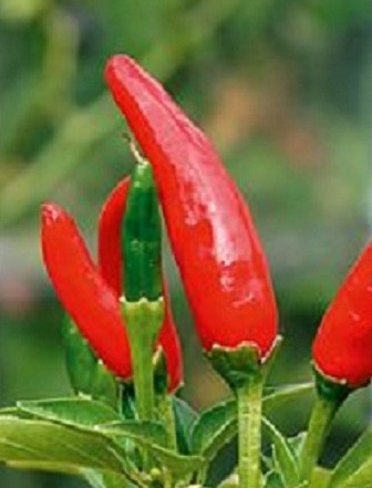 Red Tabasco Chilli Seeds