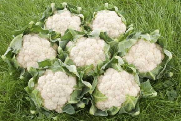 Classic Mini White Cauliflower Seeds