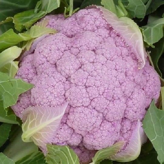 Cauliflower Parmac Seeds