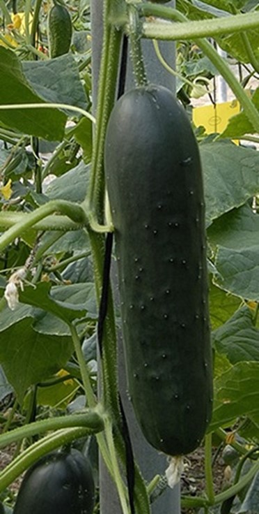 Heritage Corinto Cucumber Seeds