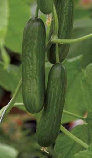 Passandra Cucumber Seeds