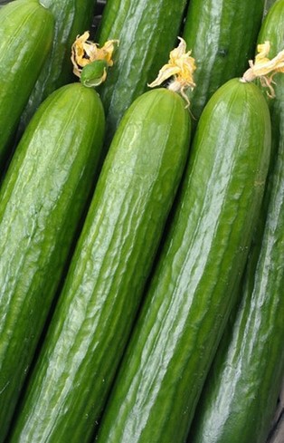 Femspot Cucumber Seeds