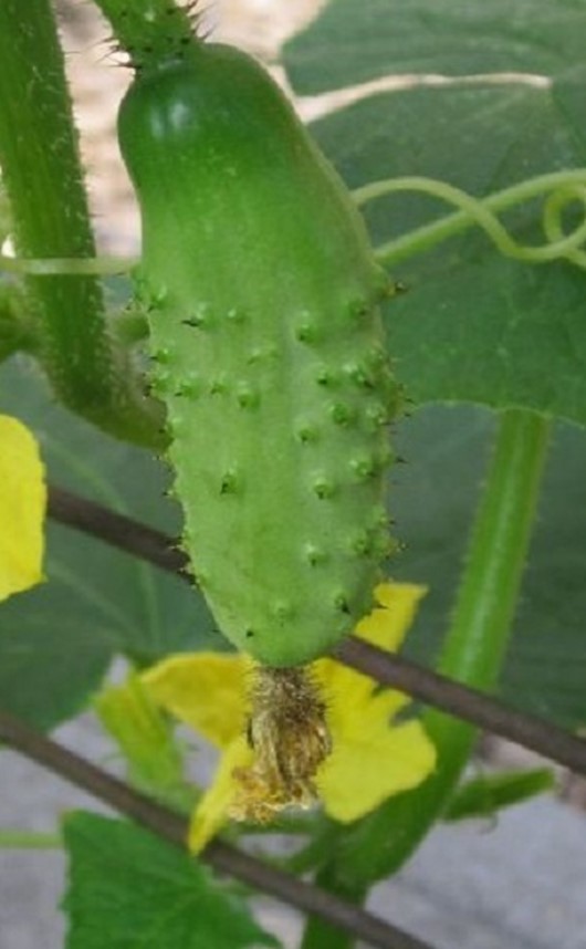 Cucumber Gherkin Piccolo Di Parigi Seeds