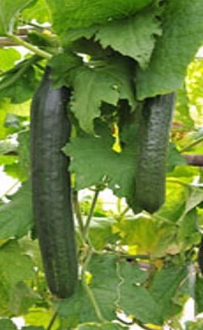 Cucumber Pyralis Seeds