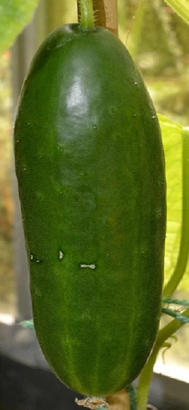 La Diva Cucumber Seeds