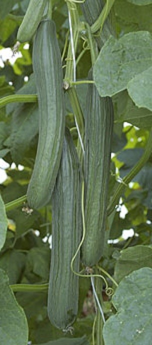 Kalunga Long Cucumber Seeds