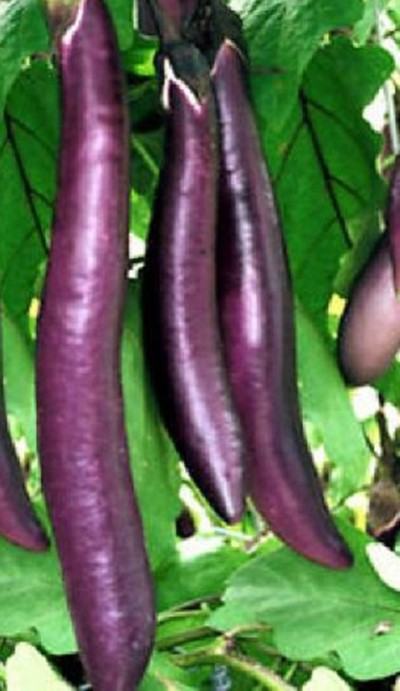 Aubergine Long Purple Seeds