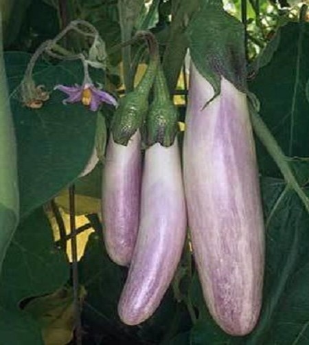 Bride F1 Eggplant Seeds