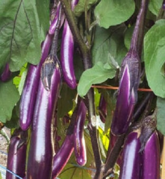 Eggplant Violetta Lunga Seeds