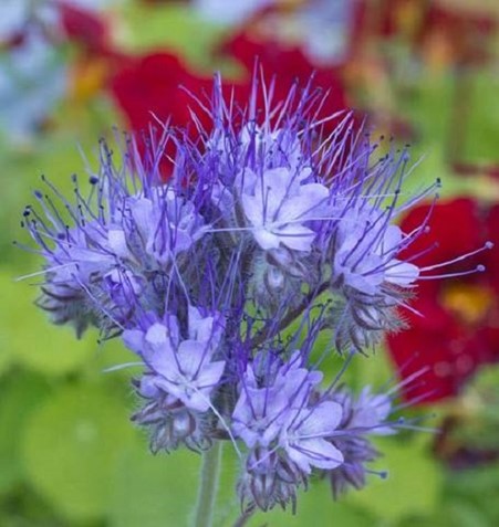 Purple Tansy Seeds