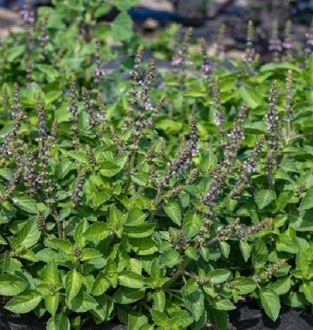 Traditional Holy Basil Seeds