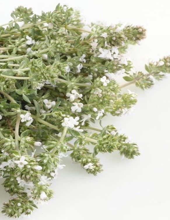 Wild Traditional Heritage Thymus Seeds