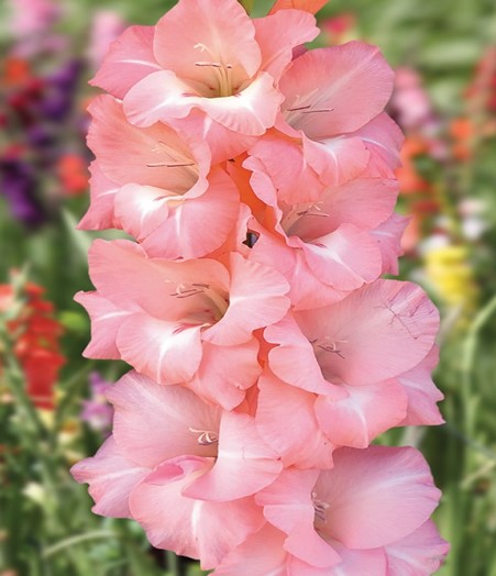 Gladioli Pink Frills