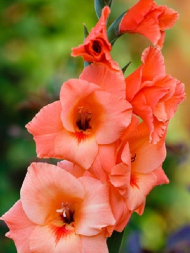 Gladiolus Orange