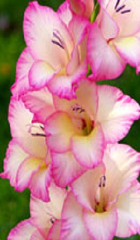 Gladiolus Pink Delicious