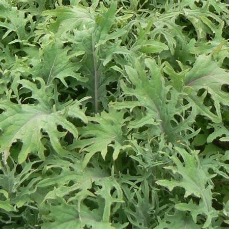 Micro Leaves Kale Red & Green Mix Russian Seeds