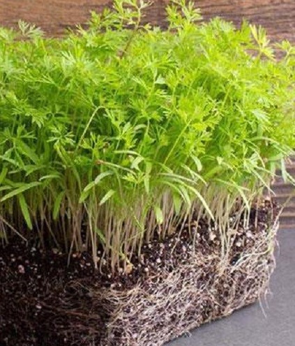 Microgreen Carrot Seeds