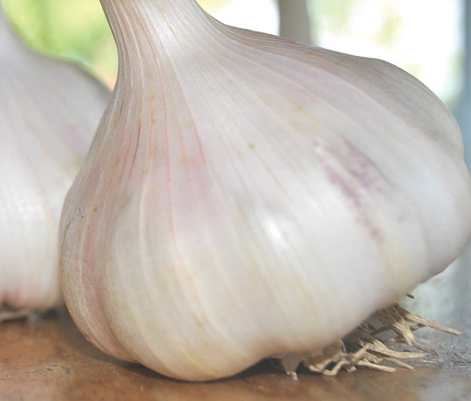 Old Traditional Spanish White Garlic