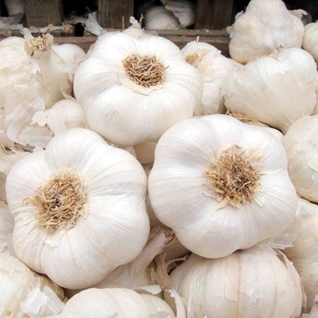 Italian White Garlic