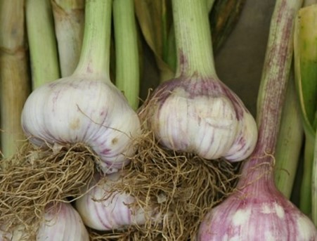Heirloom Early Purple Garlic