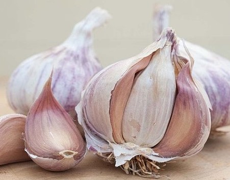 Heirloom Germidour Garlic