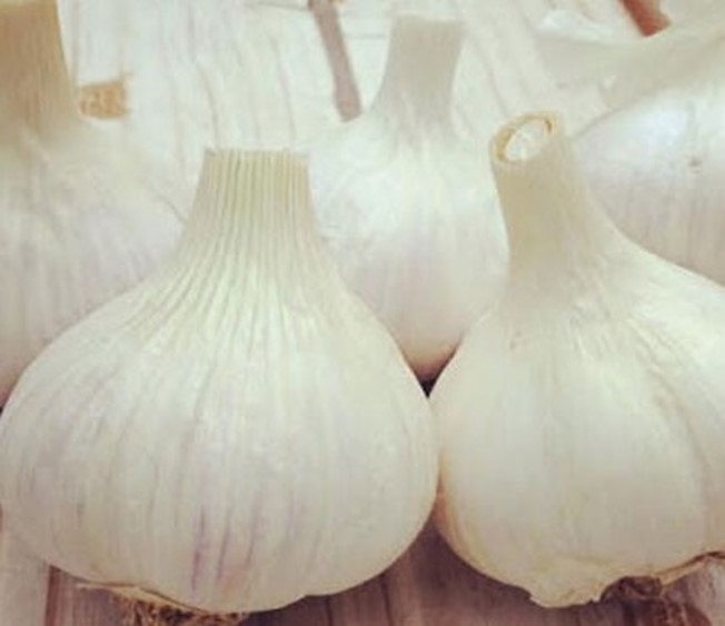 Old Traditional German Heritage Garlic