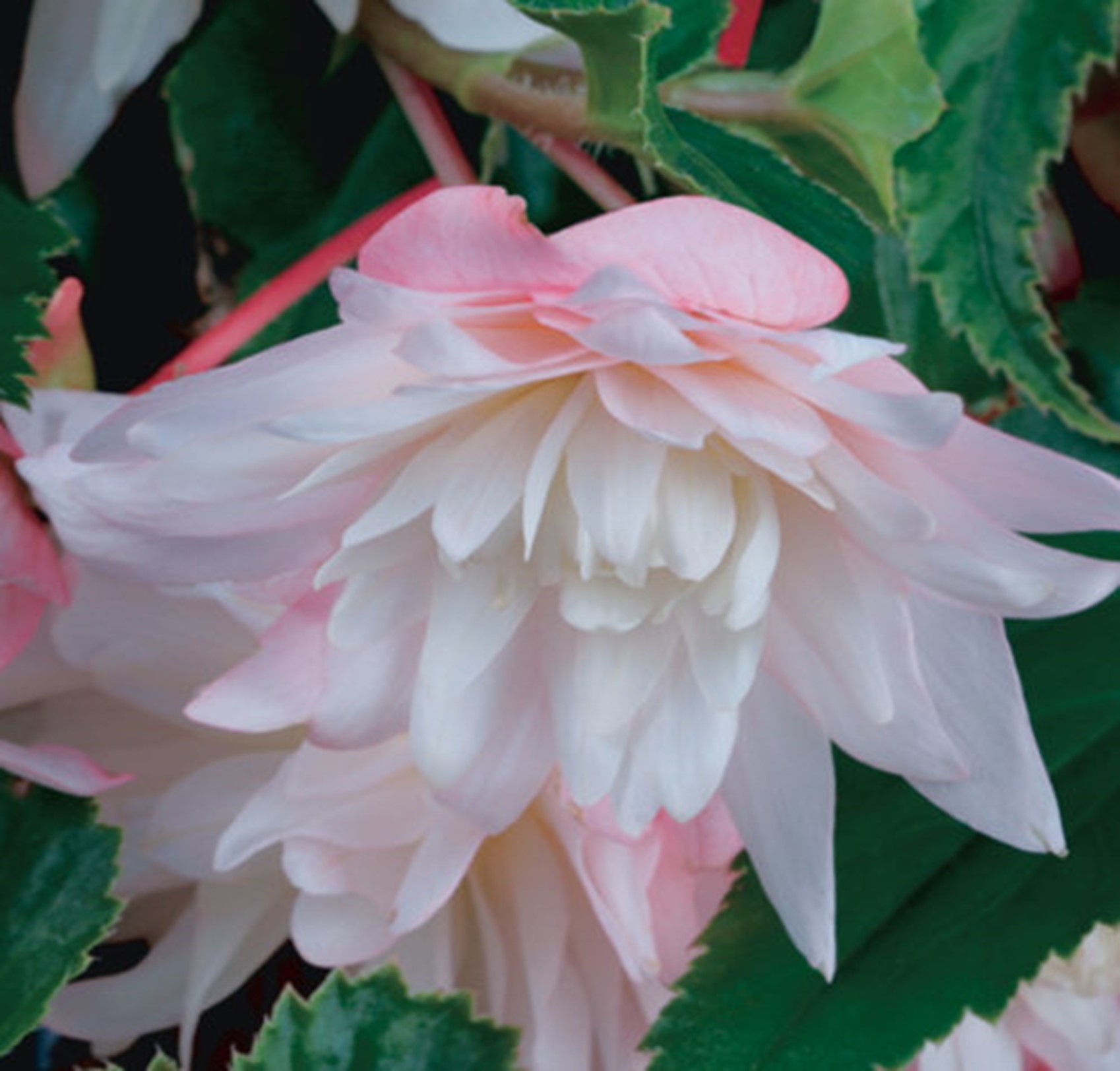 Begonia Pink Blush Cascade