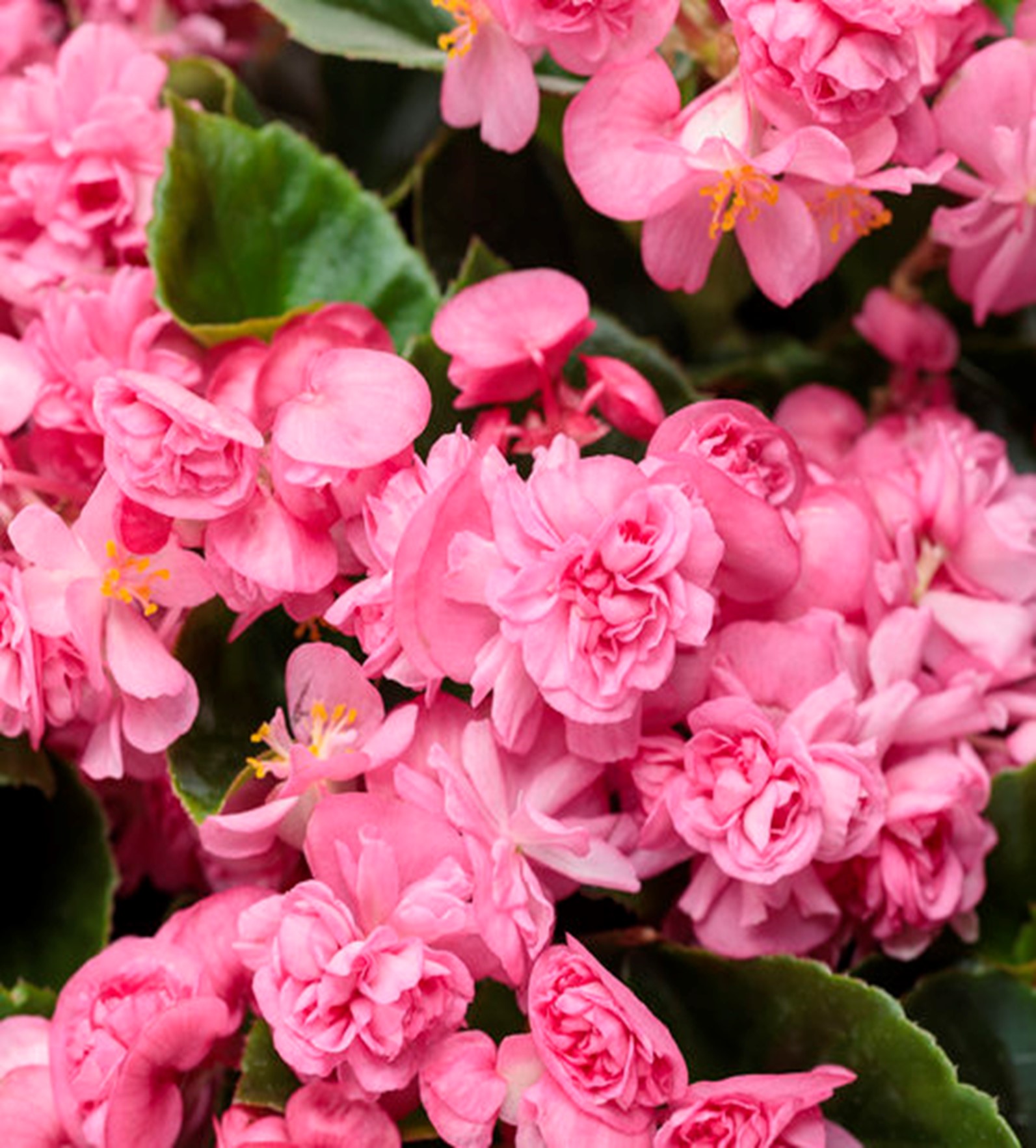 Begonia Lady in Pink