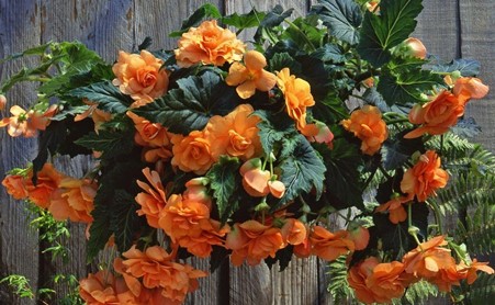 Begonia Golden Rich Apricot Cascading
