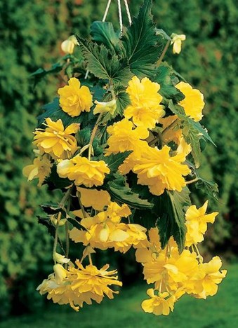 Begonia Sun Dancer Yellow