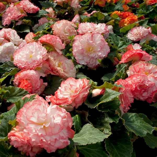 Begonia Nonstop Petticoat Rose