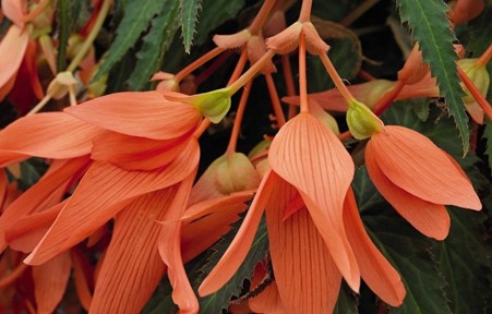 Begonia Orange Cascade