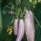Buy Eggplant Seeds Online NZ