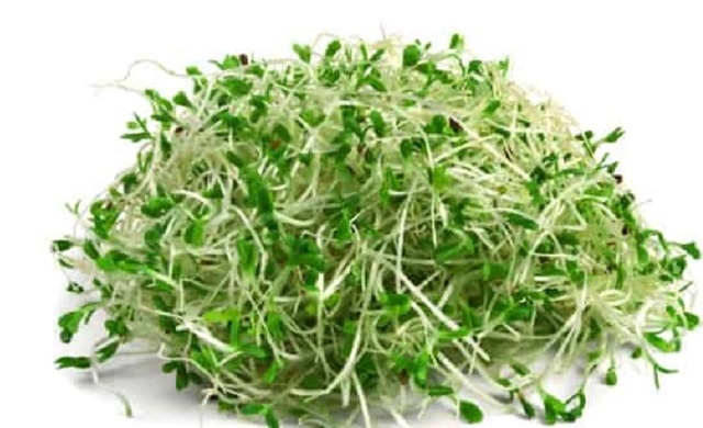 Microgreens Alfalfa