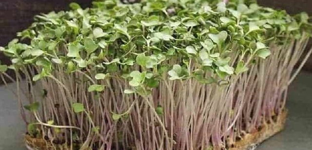Microgreens Brussel Sprout