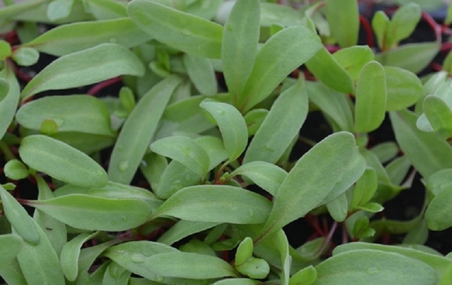 Microgreen Chard Rhubarb