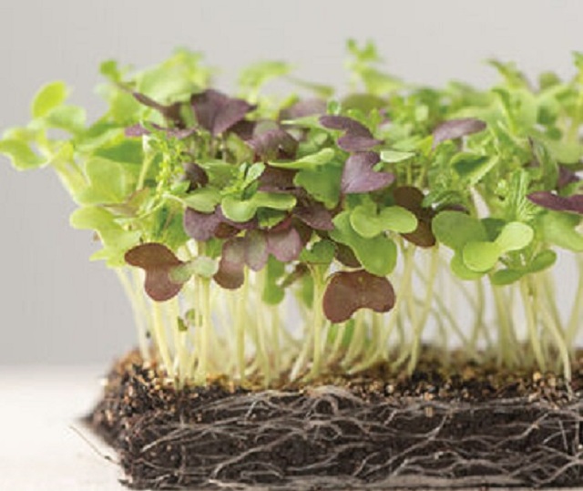 Microgreen Spicy Hot Mix