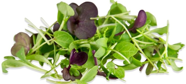 Oriental Salad Mix Microgreens Seed